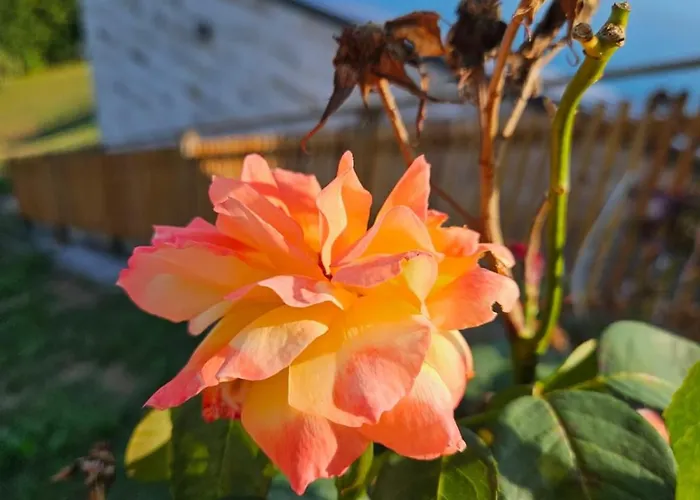 Bed & Breakfast Klein Holland Kapfenstein